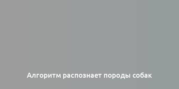 Алгоритм распознает породы собак